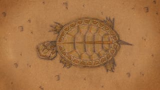 TT-11 Painted Turtle: "Main Character", a Turtle Tuesday Club illustration by Brian White