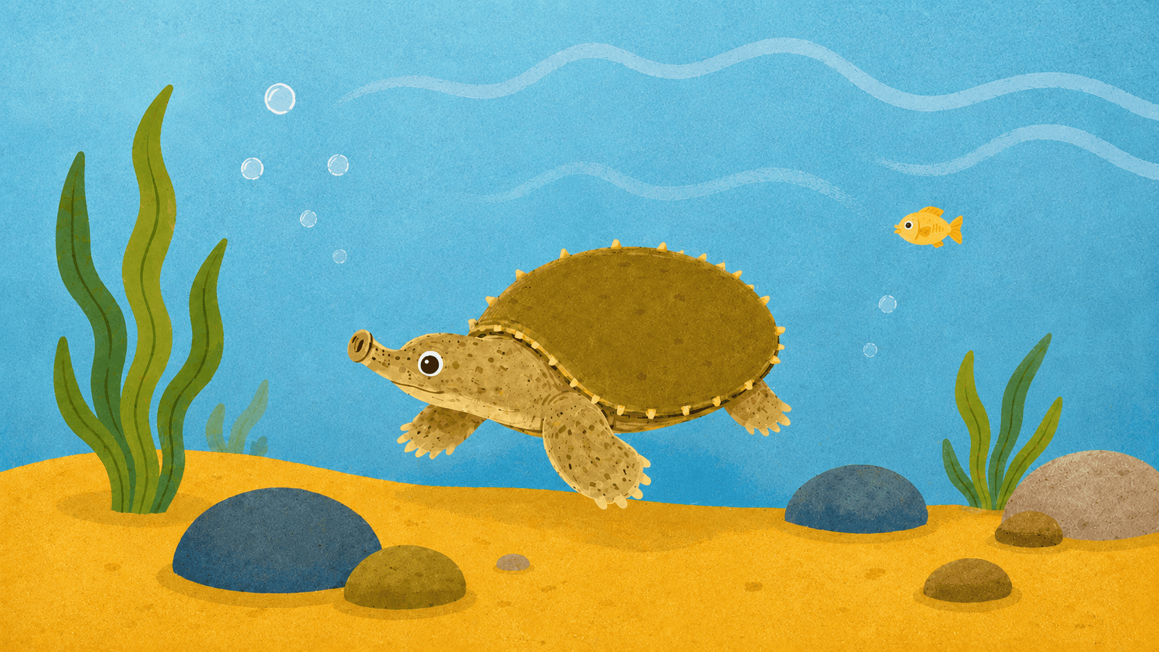 TT-16 Spiny Softshell Turtle: "River Pancake", a Turtle Tuesday Club illustration by Lee Eisenbarth