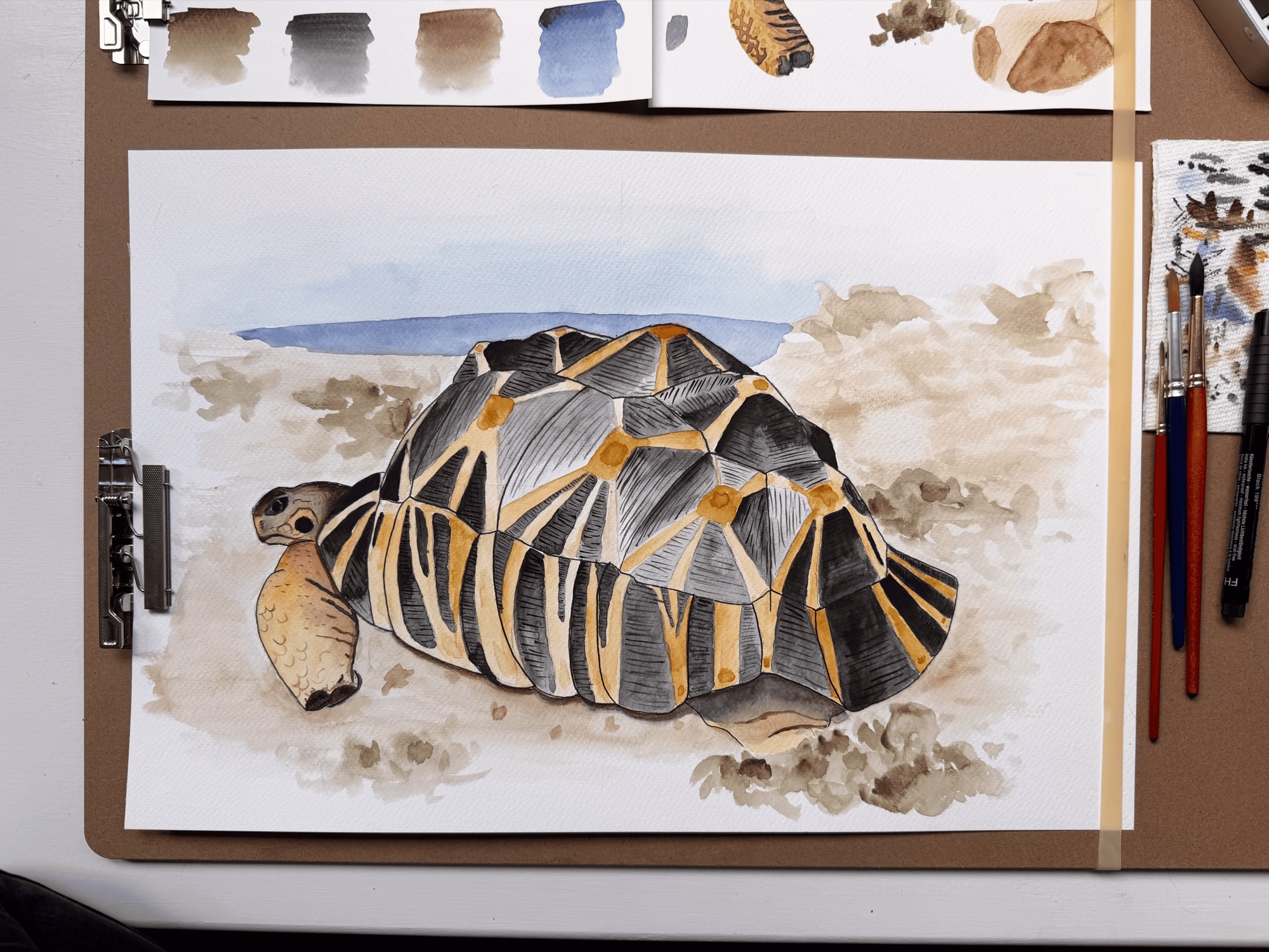 TT-18 Radiated Tortoise: "Living Starburst", a Turtle Tuesday Club illustration by Danni Kane