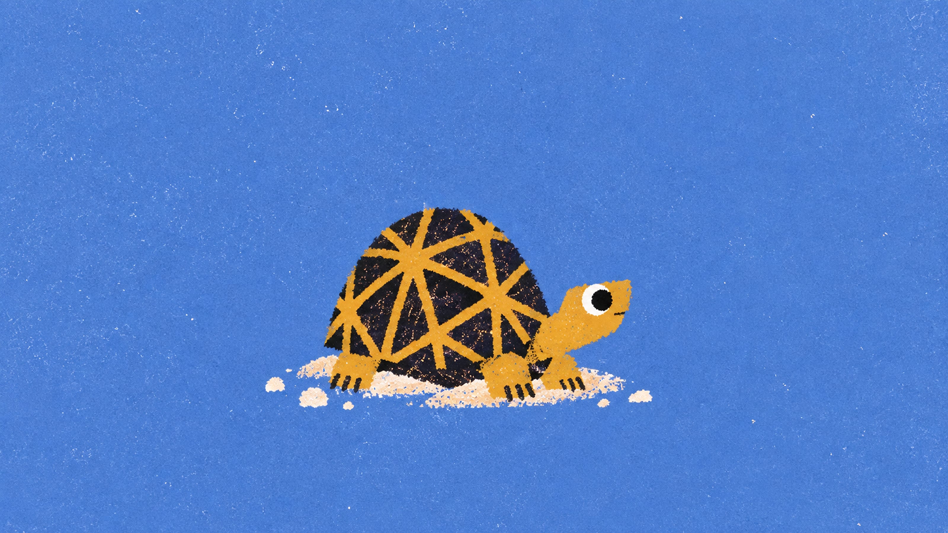TT-28 Northern Spider Tortoise: "The Web Weaver", a Turtle Tuesday Club illustration by Lee Eisenbarth